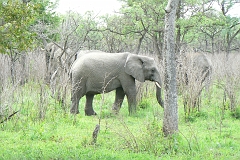 0130-Reis Zuid-Afrika2007